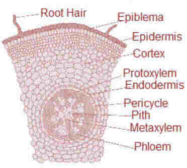 monocot root t.s.