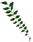 neem - Pinnately Compound Leaf