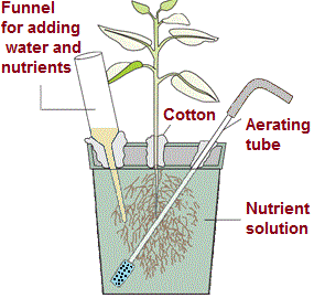 nutrient solution culture