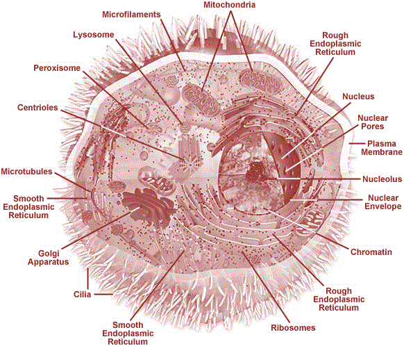 Organisation structure of cell