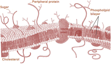 plasma membrane