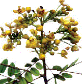 racemose type of inflorescences