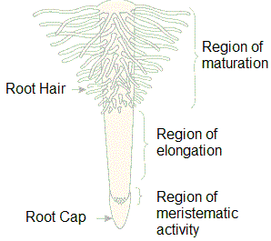 region of root