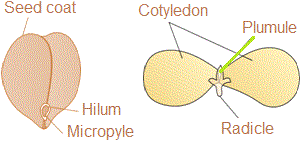 Structure of dicot seed