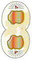  Telophase