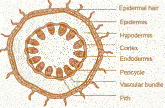 dicot Stem t.s.