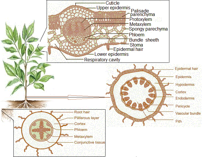 Tissues System