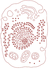 typical eukaryoticcell