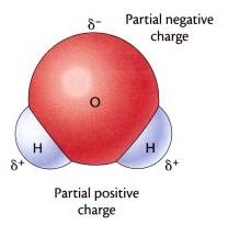 hydogenbond.jpg