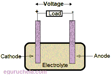 Components of a cell